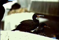 Cape Cormorant Cape Cormorant