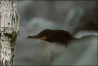 Cape Cormorant Cape Cormorant