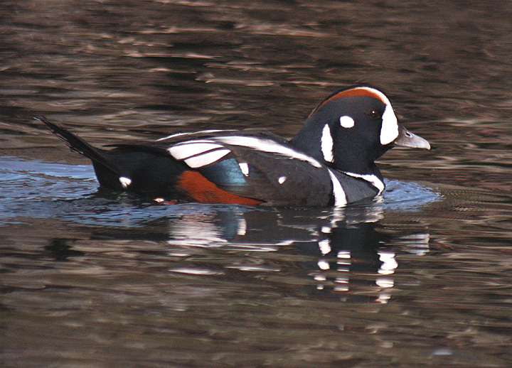 Male Harlequin Duck