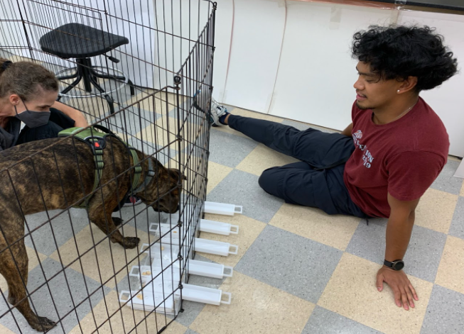Student Skyler De la Cruz sitting in front of a dog that is performing a drawer pulling task.