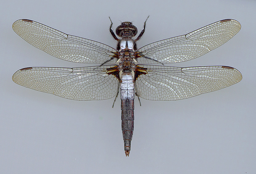 Chalk-fronted Corporal