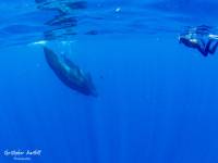 Mary Emerson swims with a whale in the Caribbean.