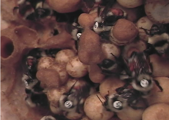 Workers in a bumblebee colony. We have tagged the back of ea