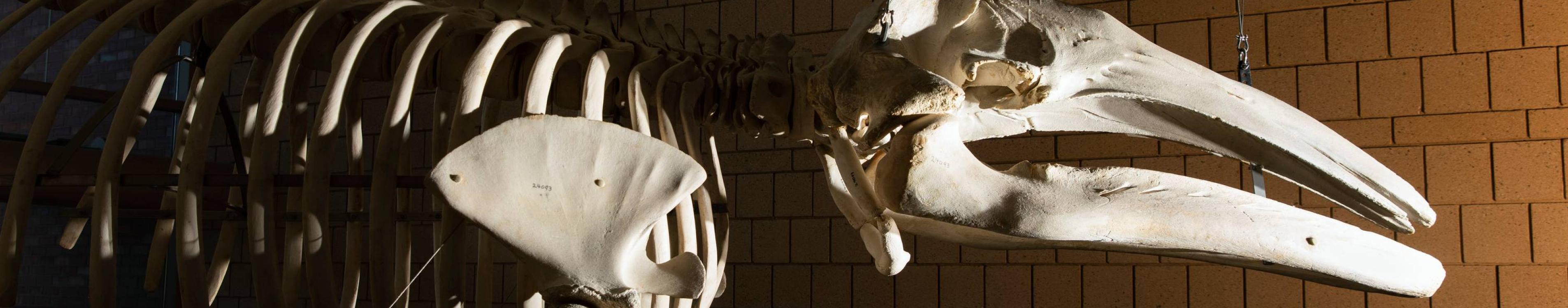Gray whale skeleton in the Harned Hall atrium