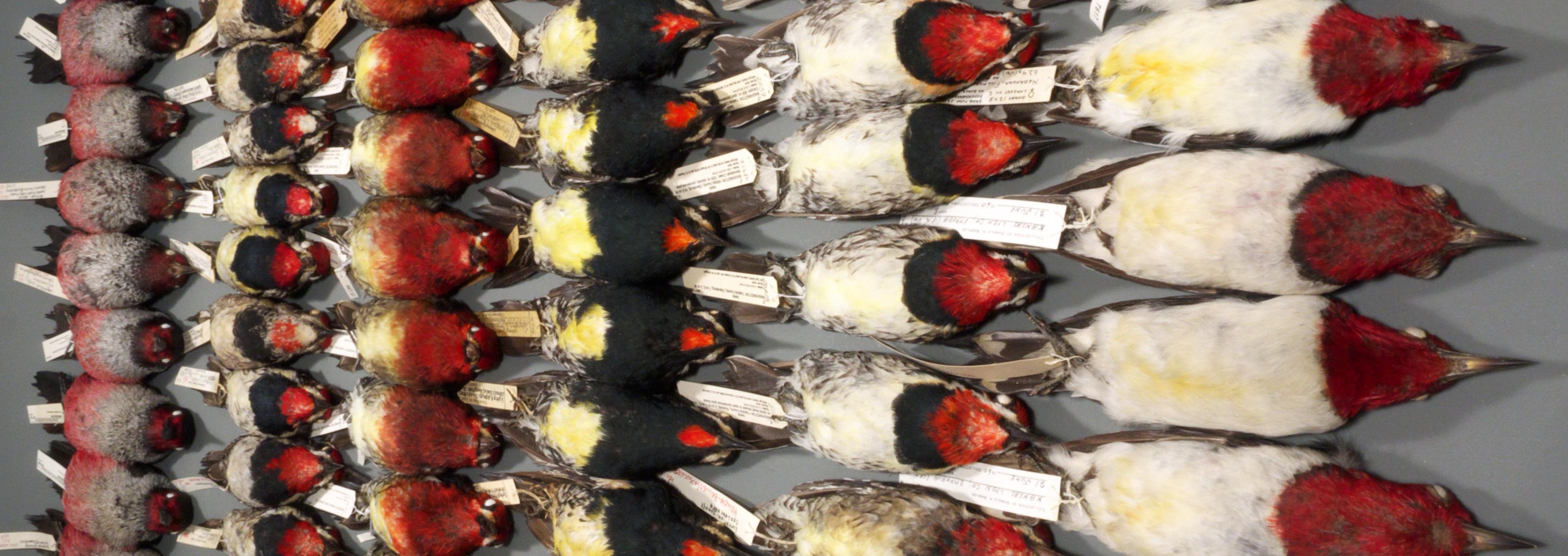 woodpecker specimens