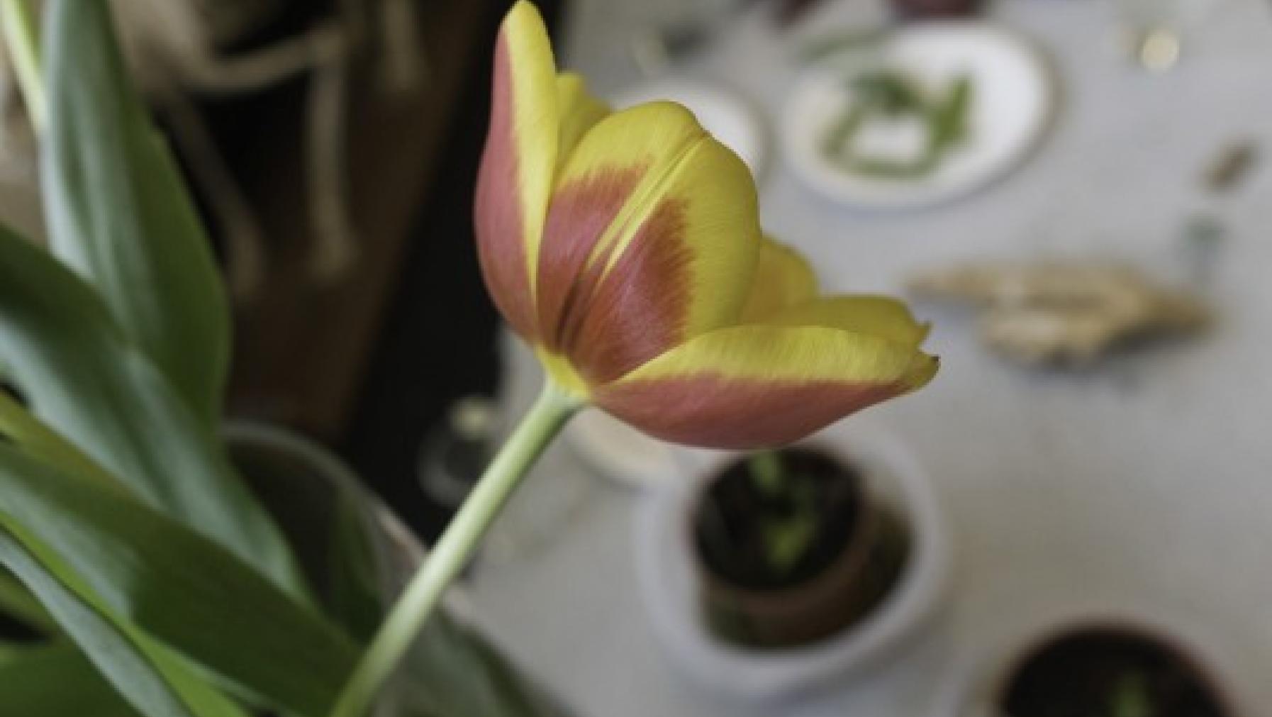 A tulip flower in a vase