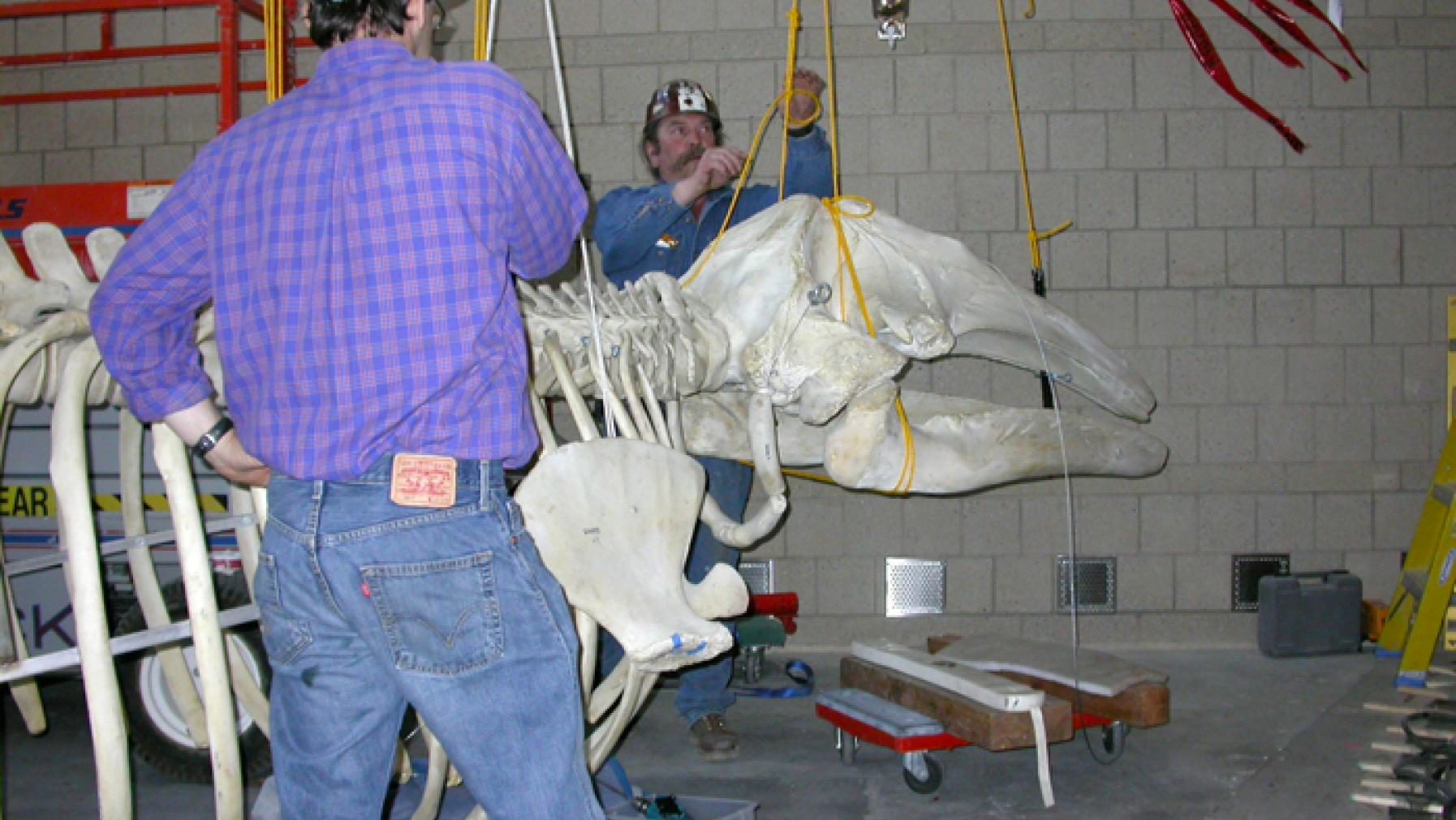 Peter and Jerry hang the skull and check the fit with the rib assembly.