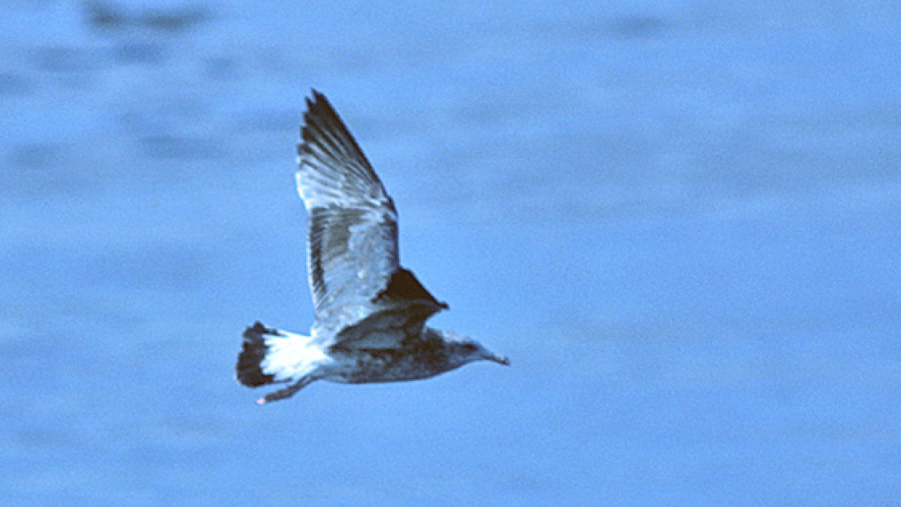 California Gull (DP)2.jpg
