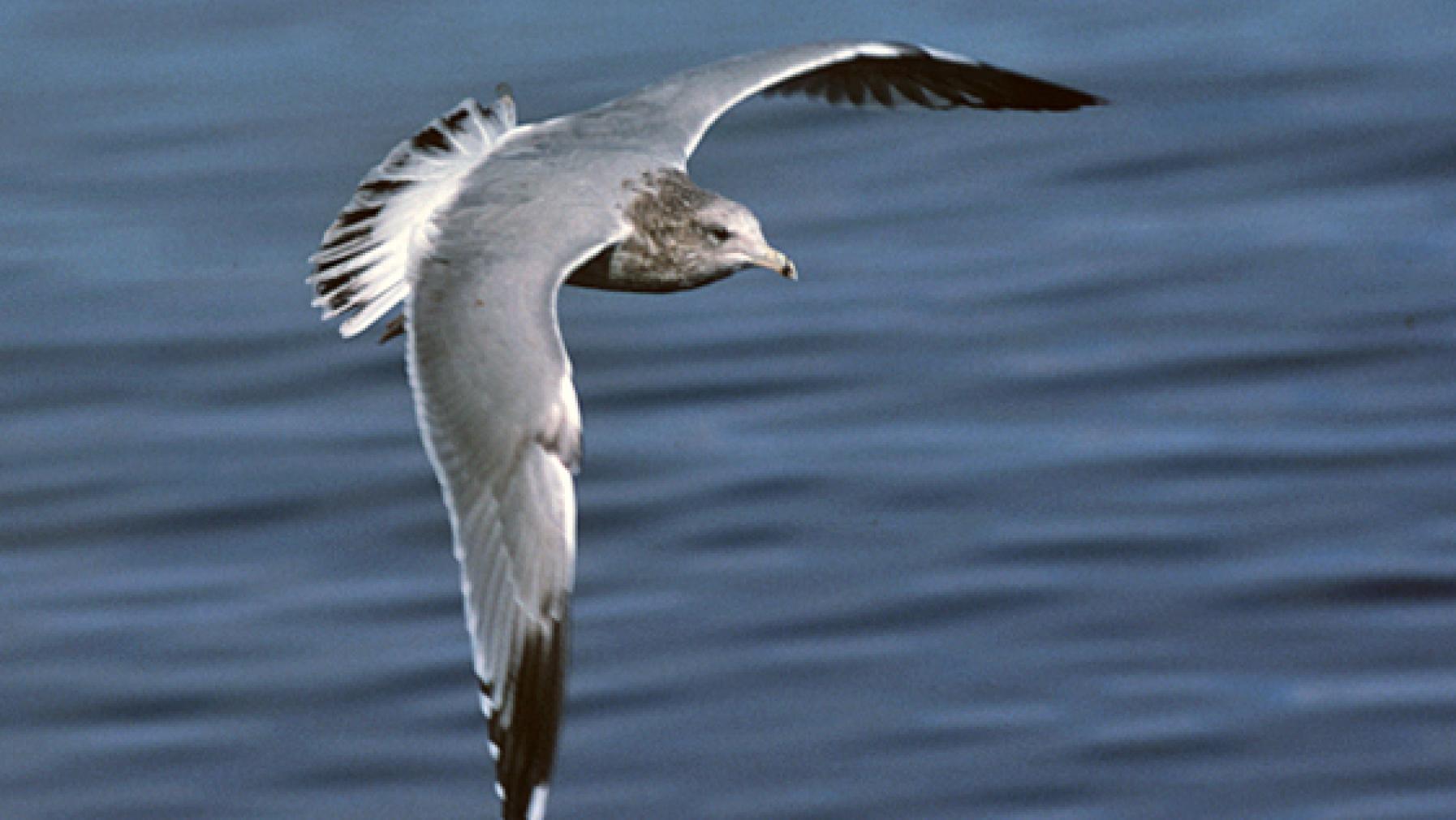 California Gull (DP)3.jpg