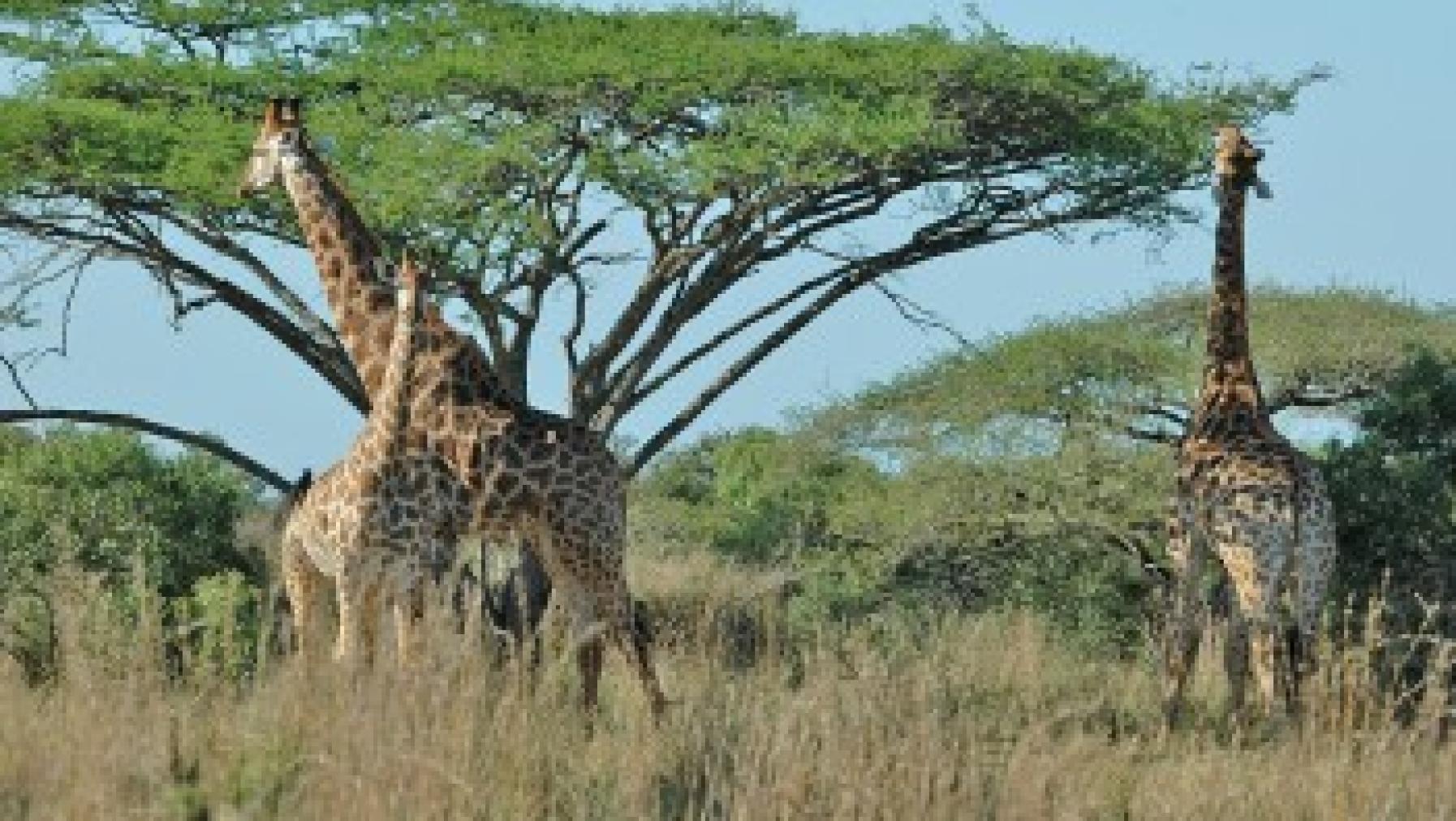 Giraffe S12343.jpg