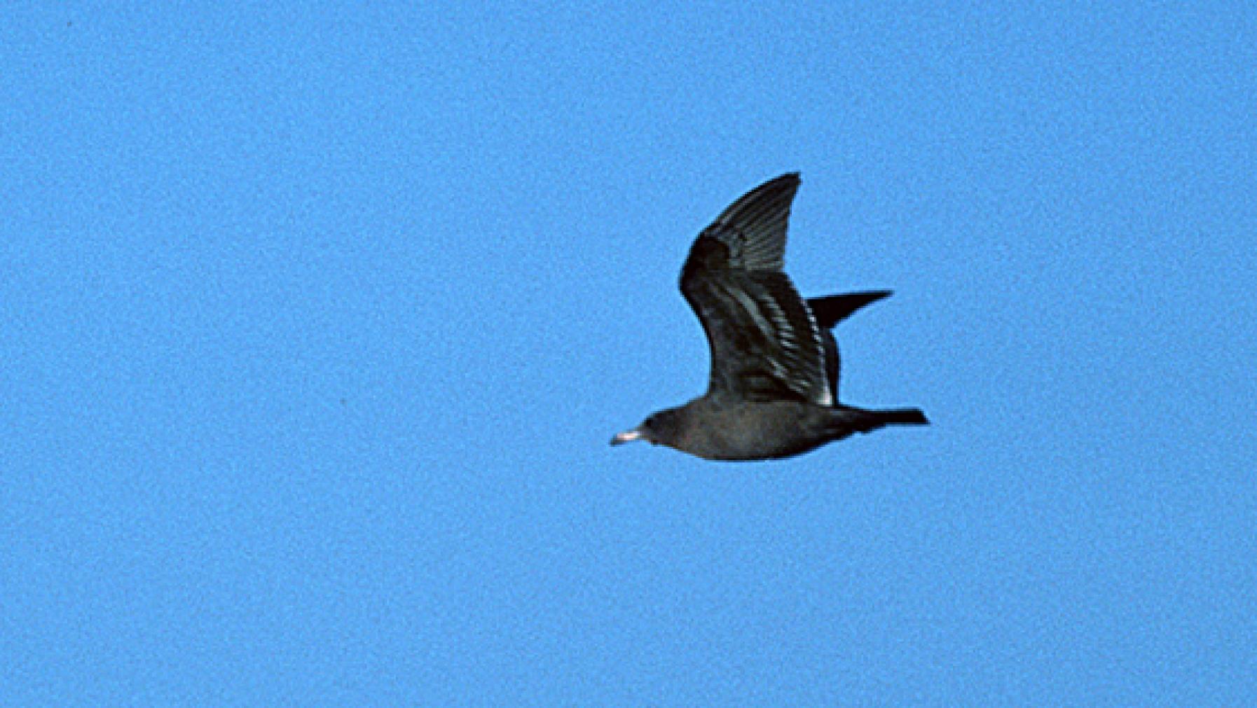 Heermann's Gull (DP)2-2.jpg