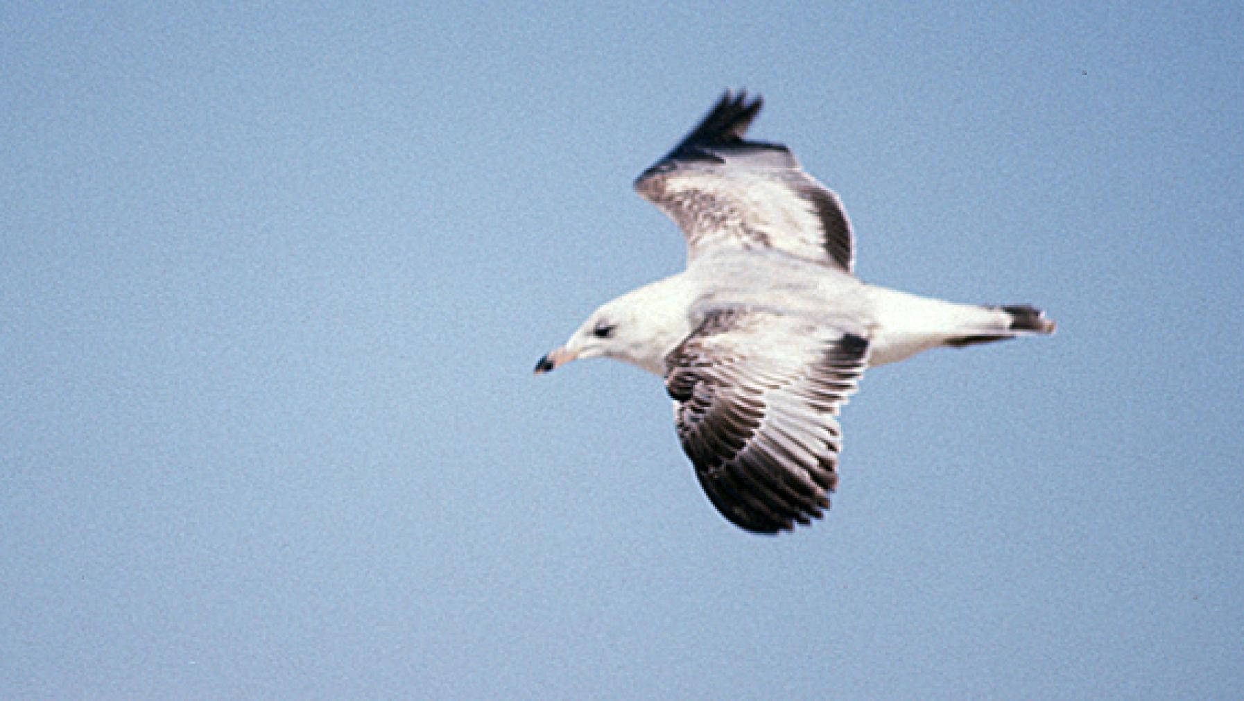 Ring-billed Gull (DP)1.jpg