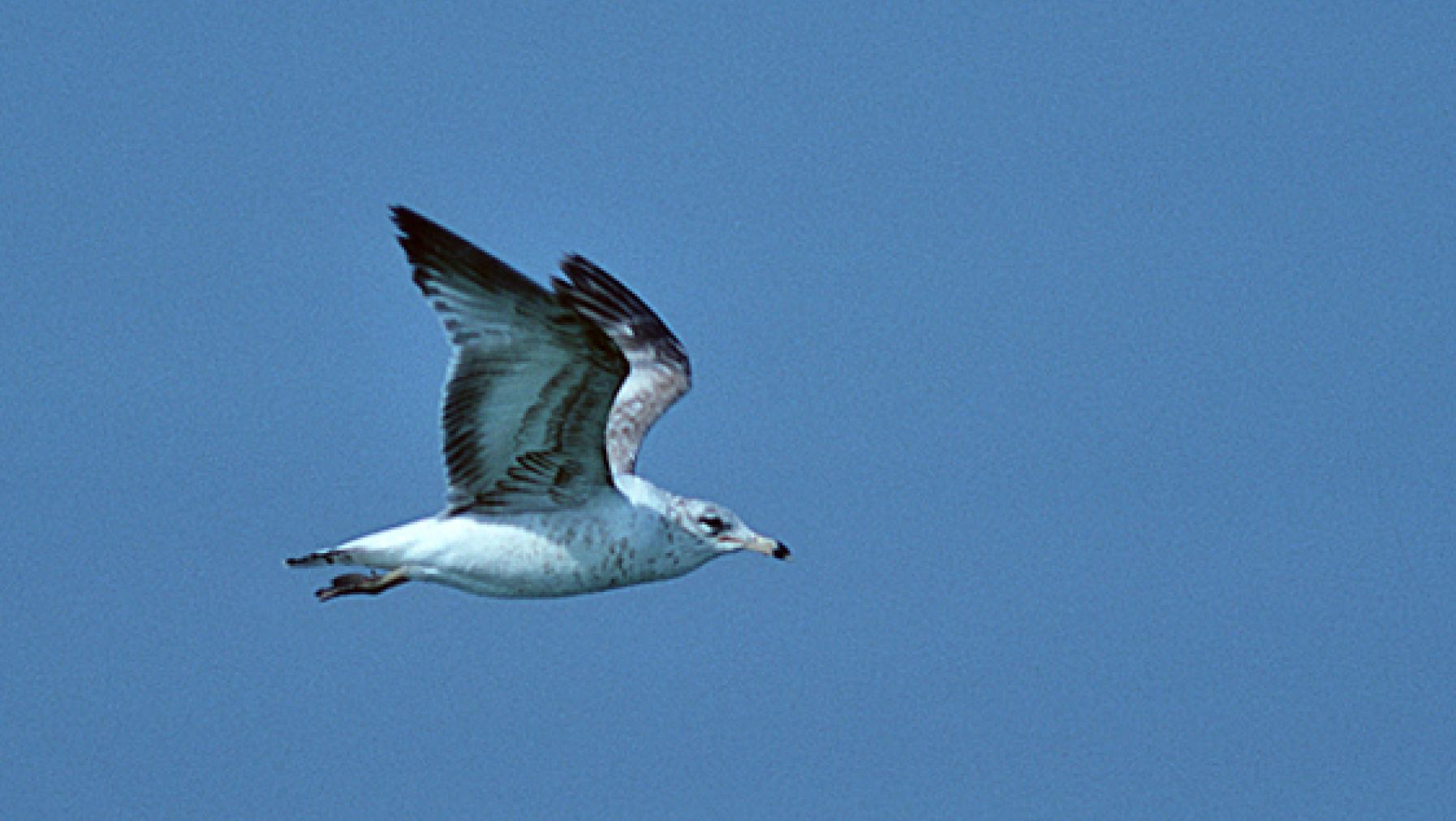 Ring-billed Gull (DP)4.jpg