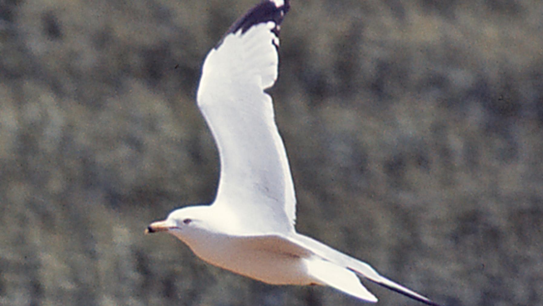 Ring-billed Gull (DP)7.jpg
