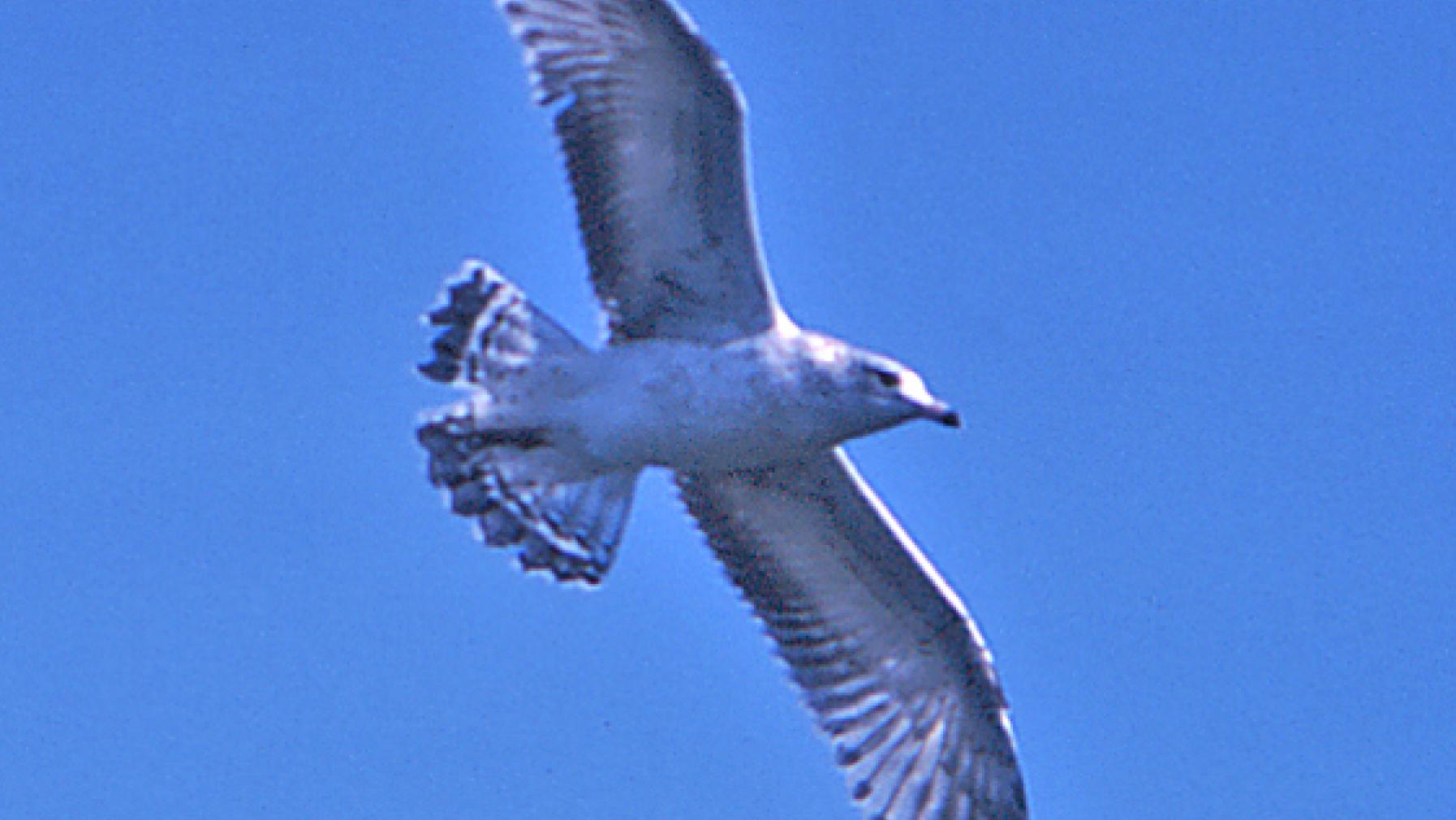 Ring-billed Gull (DP)8.jpg