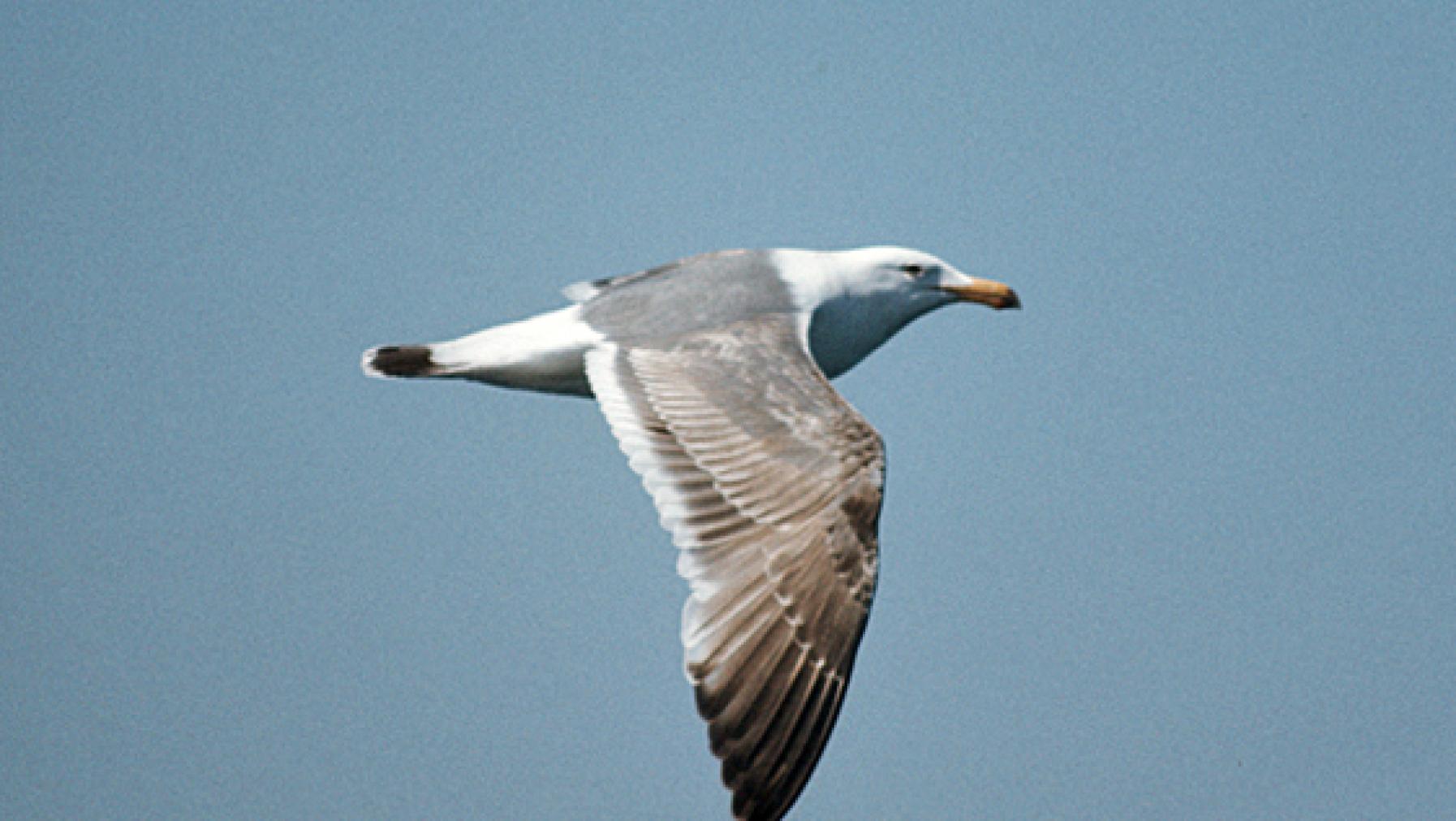 Western Gull (DP)3.jpg