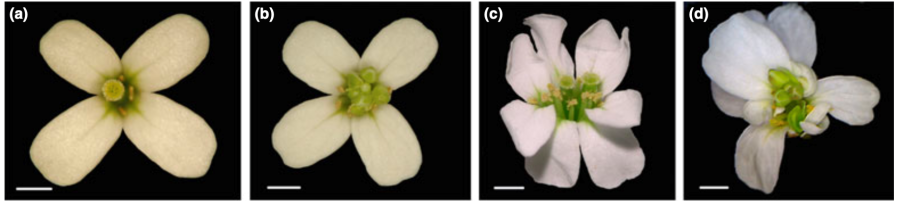 allopolyploidy in Arabidopsis affects floral morphology