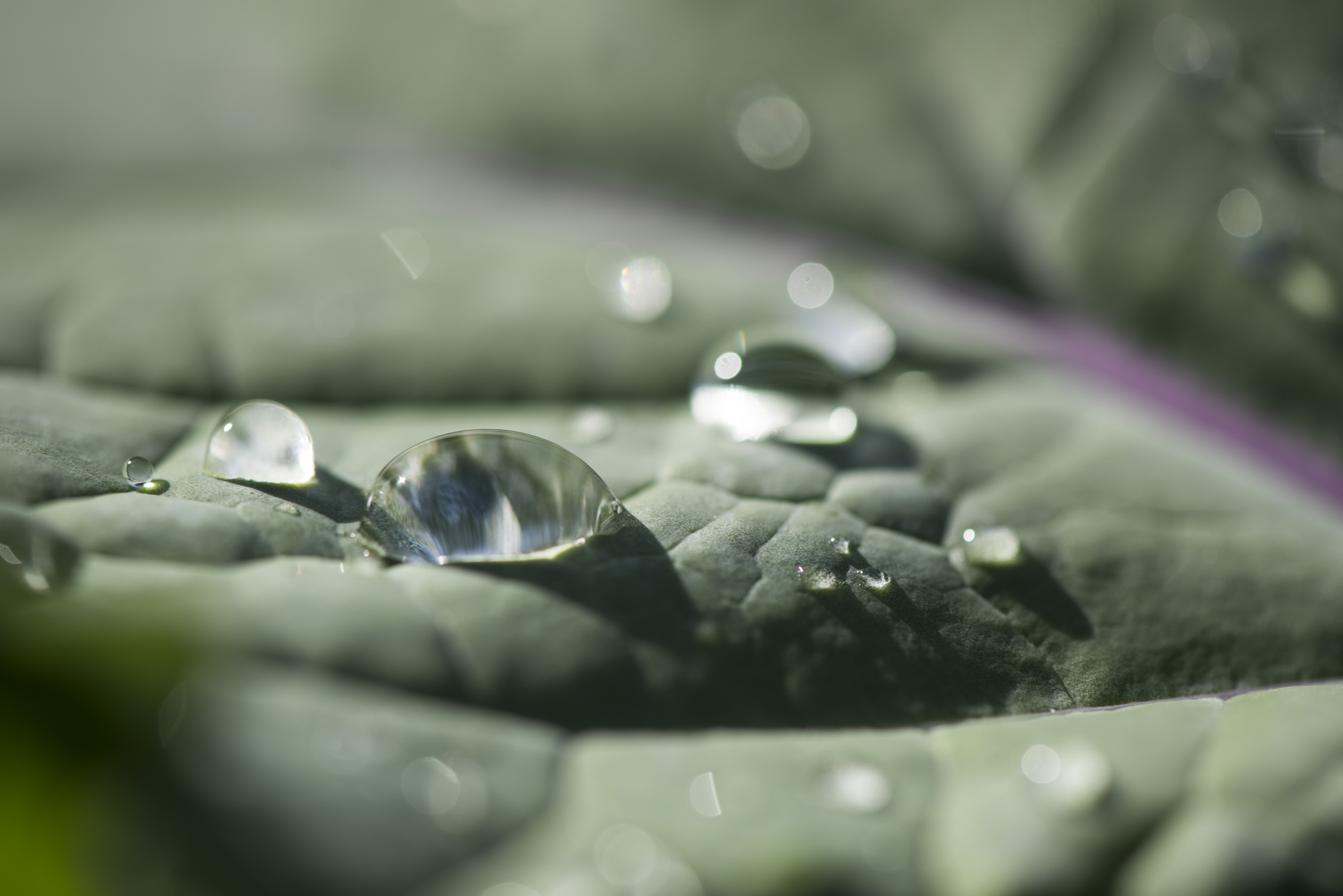 Water on a leaf