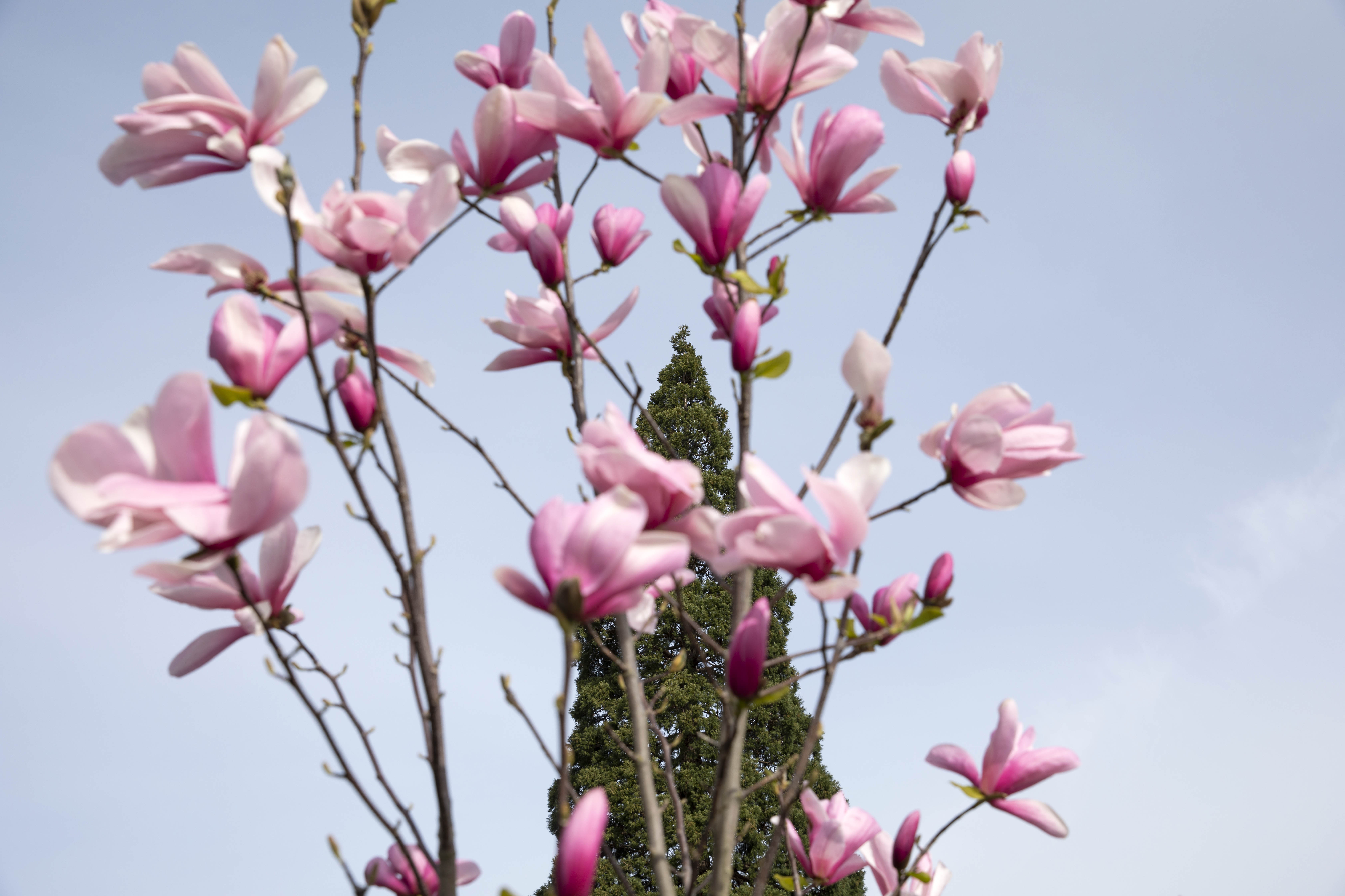 Pink cherry blossoms