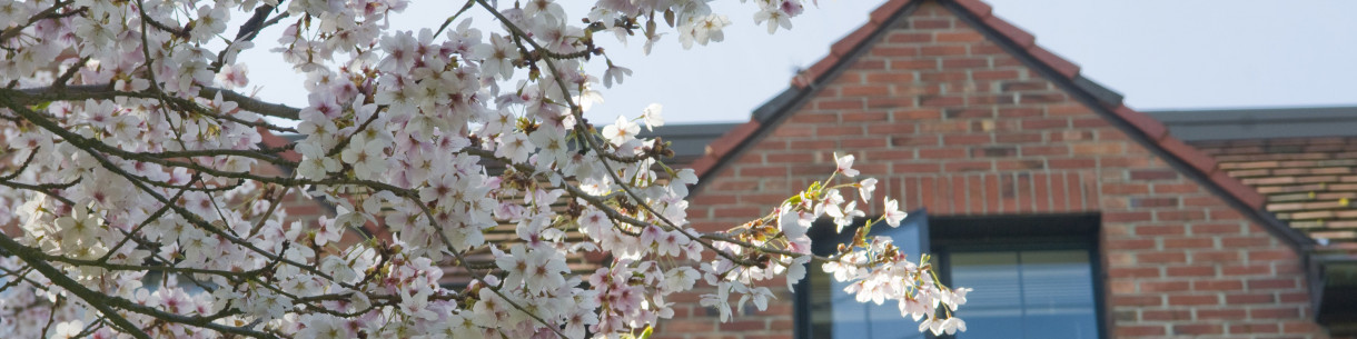 Spring blossoms with brick building roofline