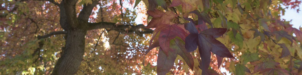 Leaves on a tree branch