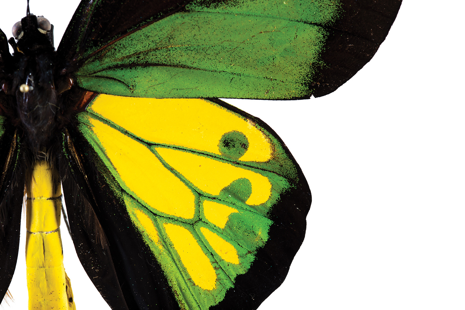 Close-up photo of a black, green, and yellow butterfly specimen from Slater Museum of Natural History