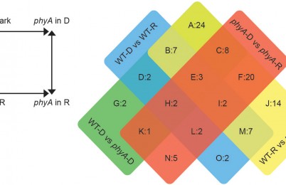 Madlung research diagram, 2019