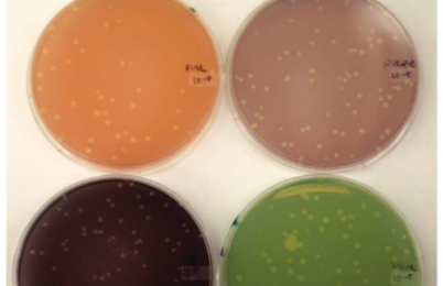Colored substances in four specimen trays: orange, brown, black, and green