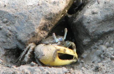 Fiddler crab