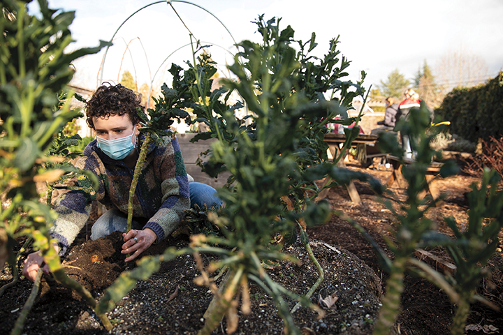 Student Chloe Bouchy ’21 tends to vegetables in the Puget Sound Garden