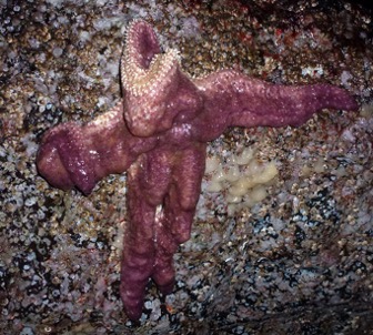 specimen suffering from sea star wasting disease
