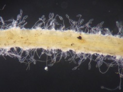 Microscope image of root hair galls
