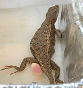 a striped plateau lizard in a specimen dish