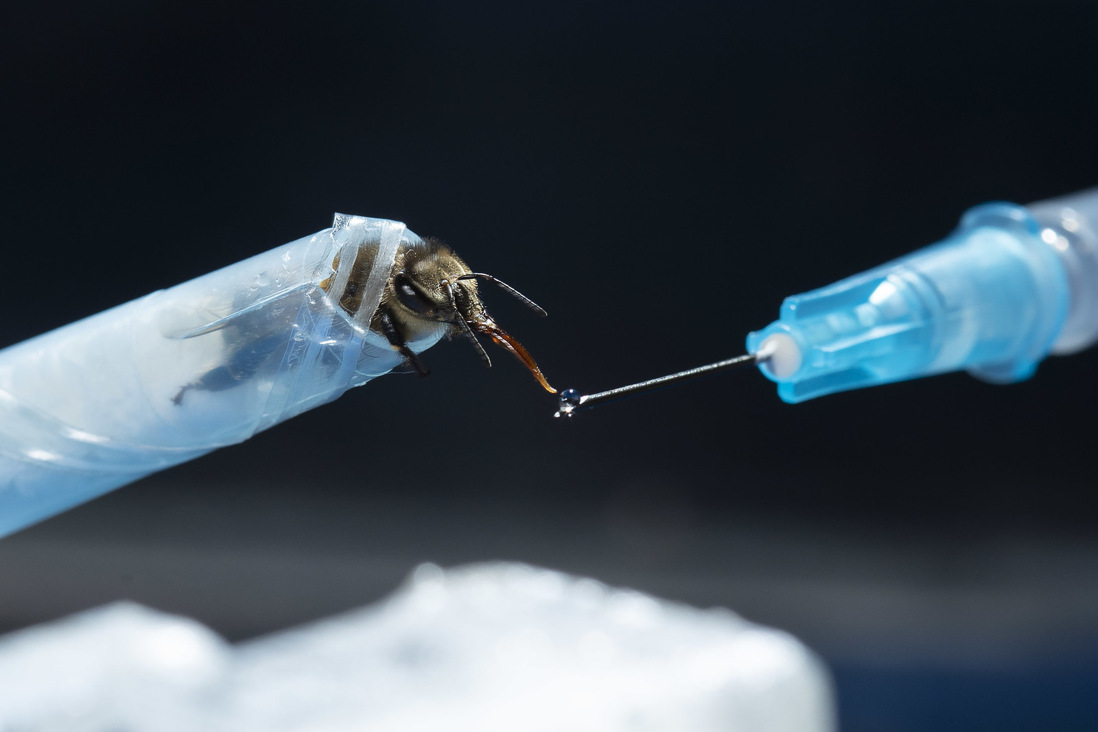 A bee is held still in a tube-like apparatus while a researcher holds a needle-like tool near its head