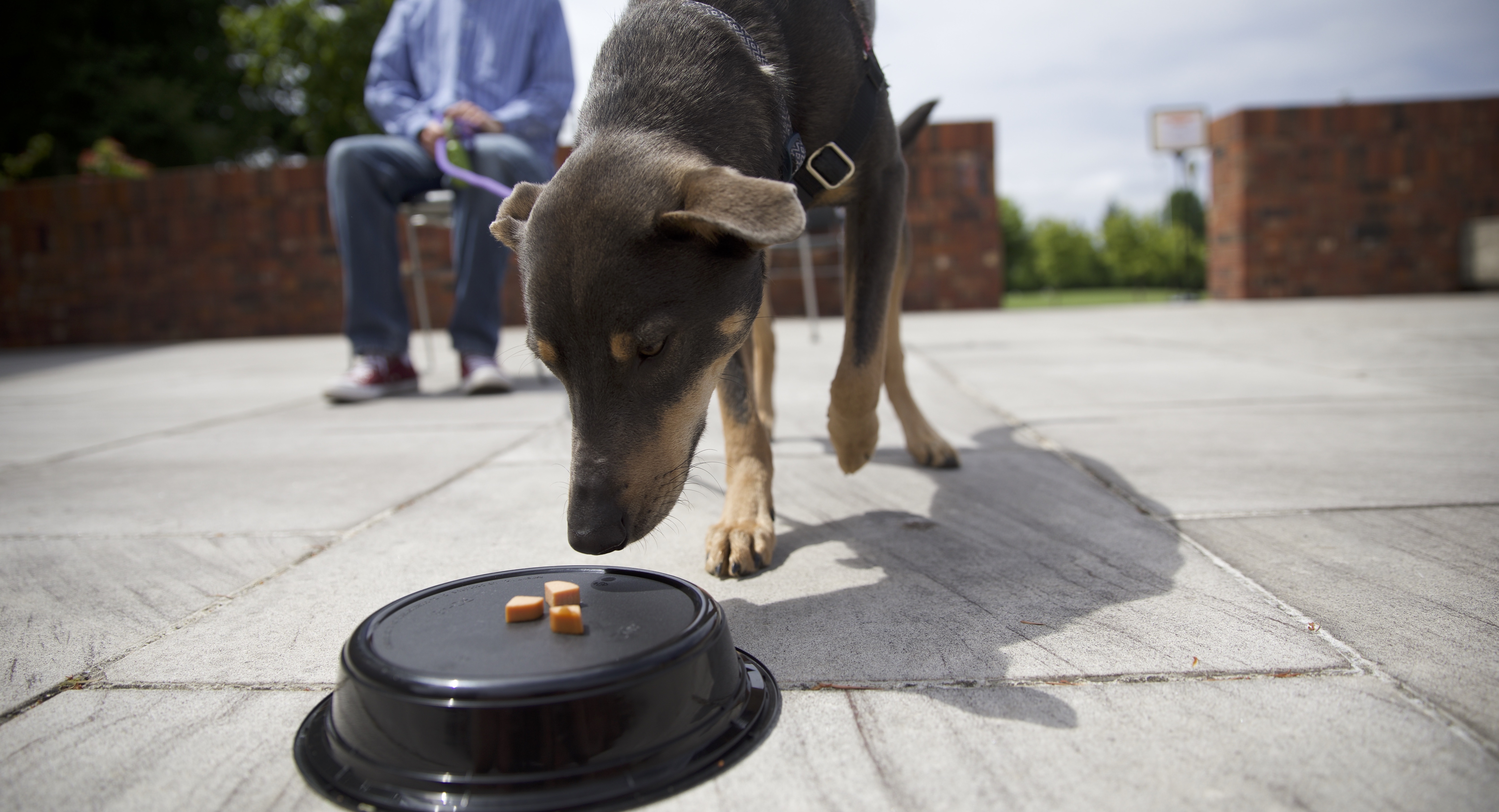 A dog eating a treat off a black dish