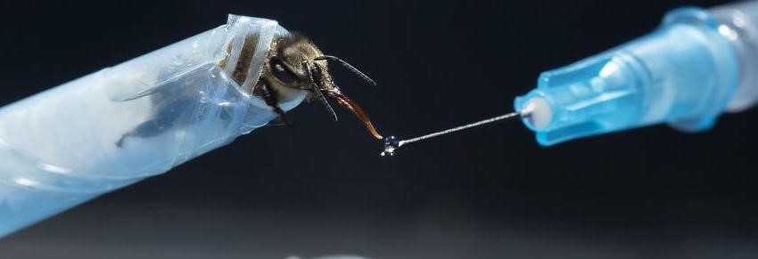 hypodermic needle with a droplet held to a bee specimen's mouth 