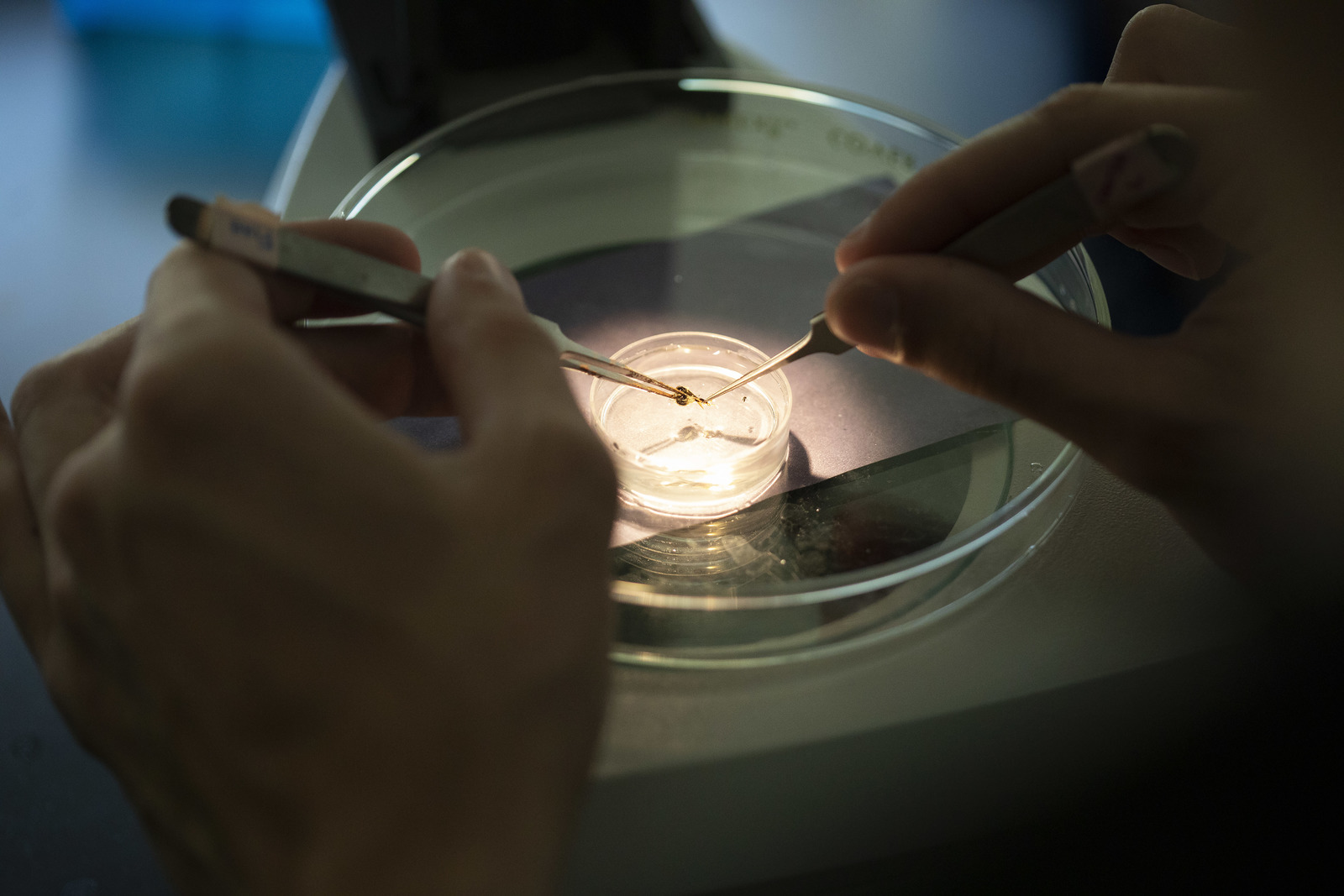 spotlight on a petri dish