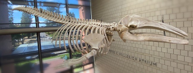 marine mammal skeleton