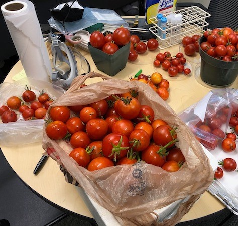 Bags of fresh grown tomatoes on a table