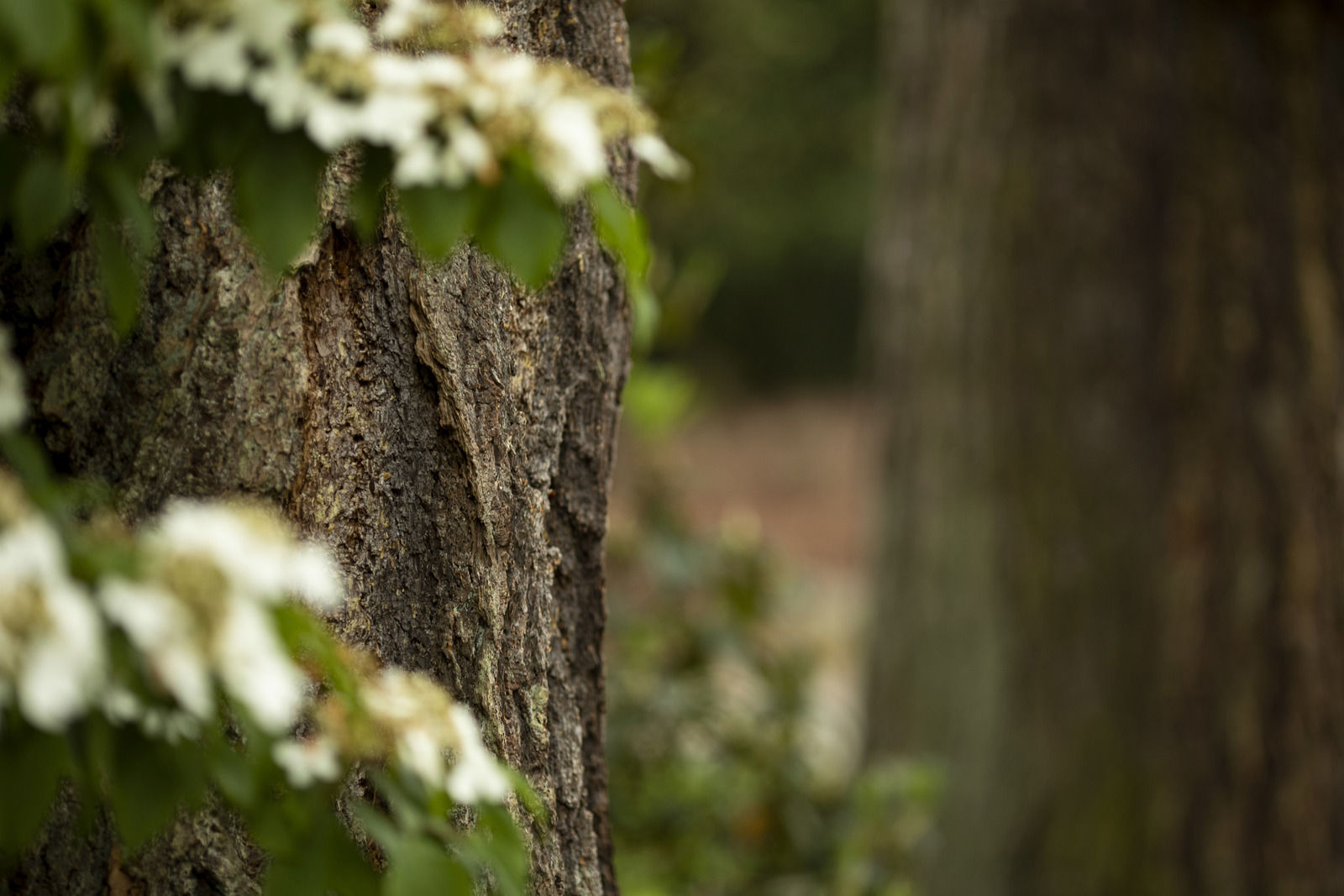 Close up of bark on a tree trunk