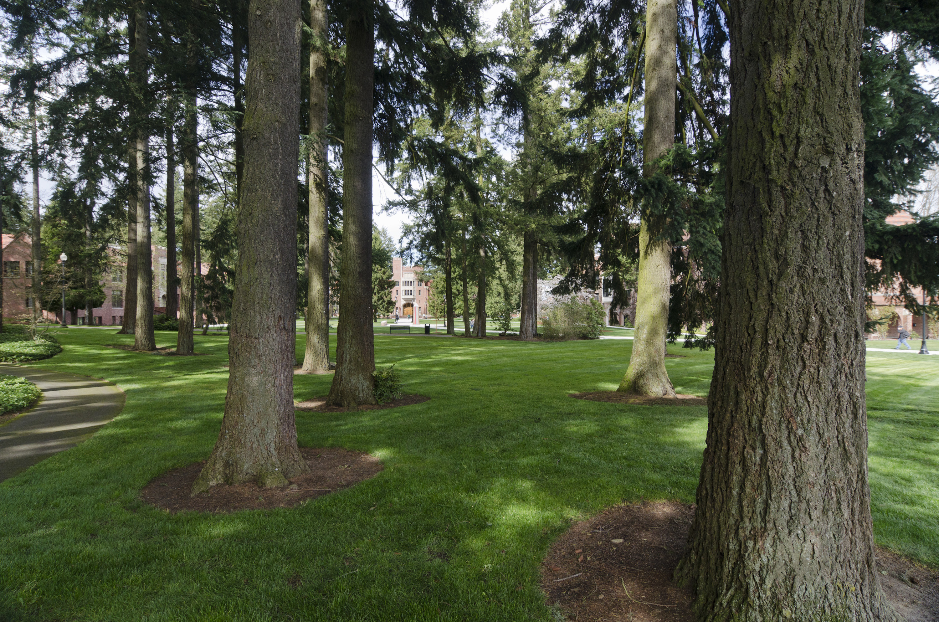 Green grass and trees in front of campus buildings