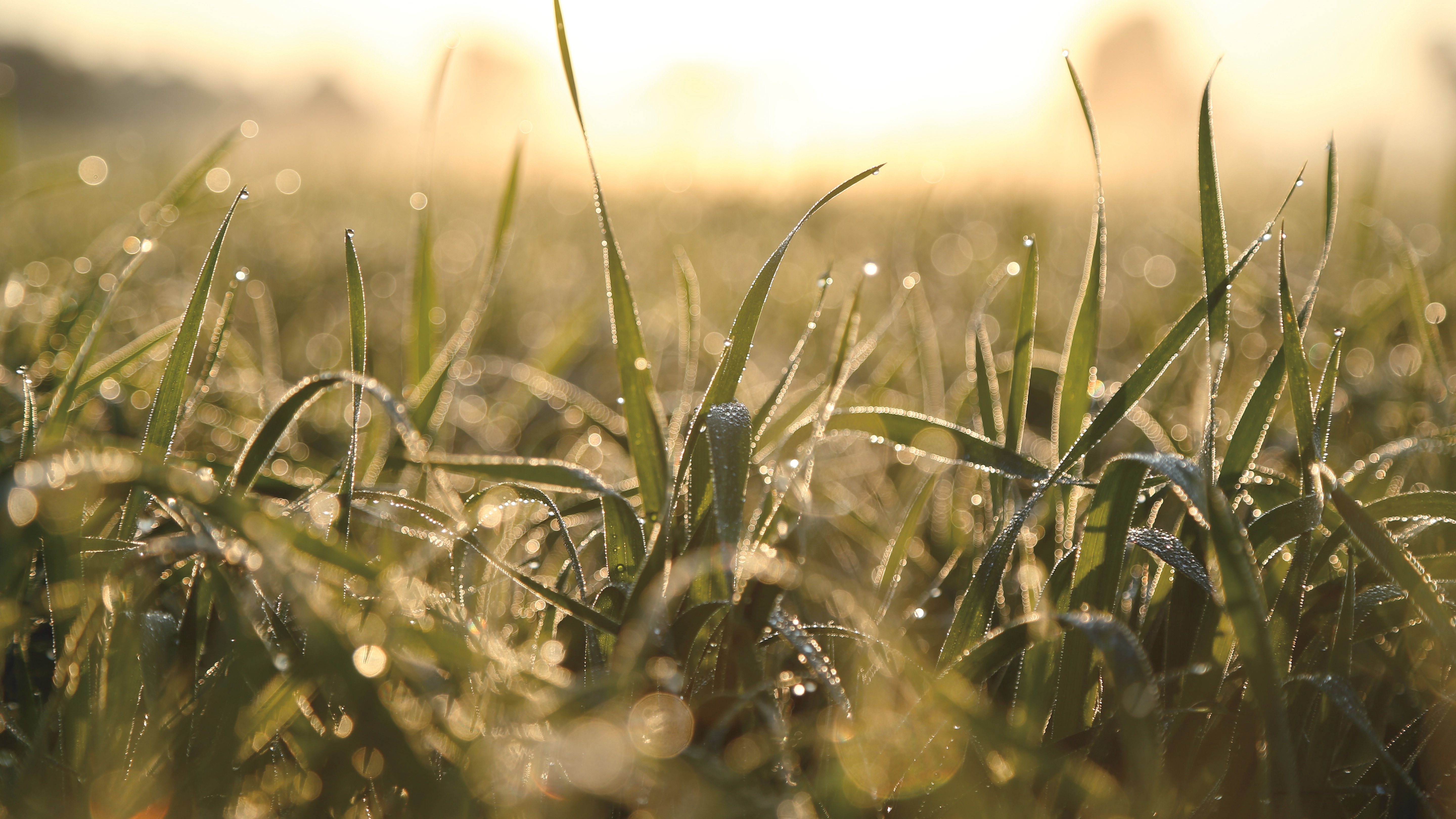 A field of crops at sunset