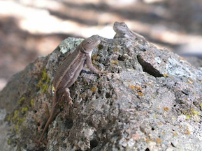 Two lizards on a rock