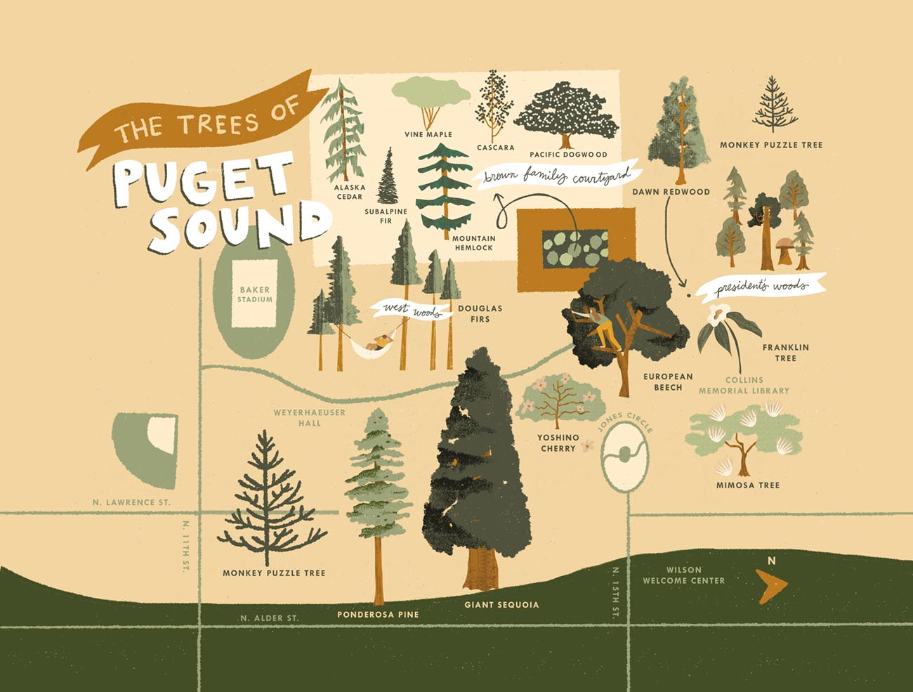 Puget Sound Trees illustration