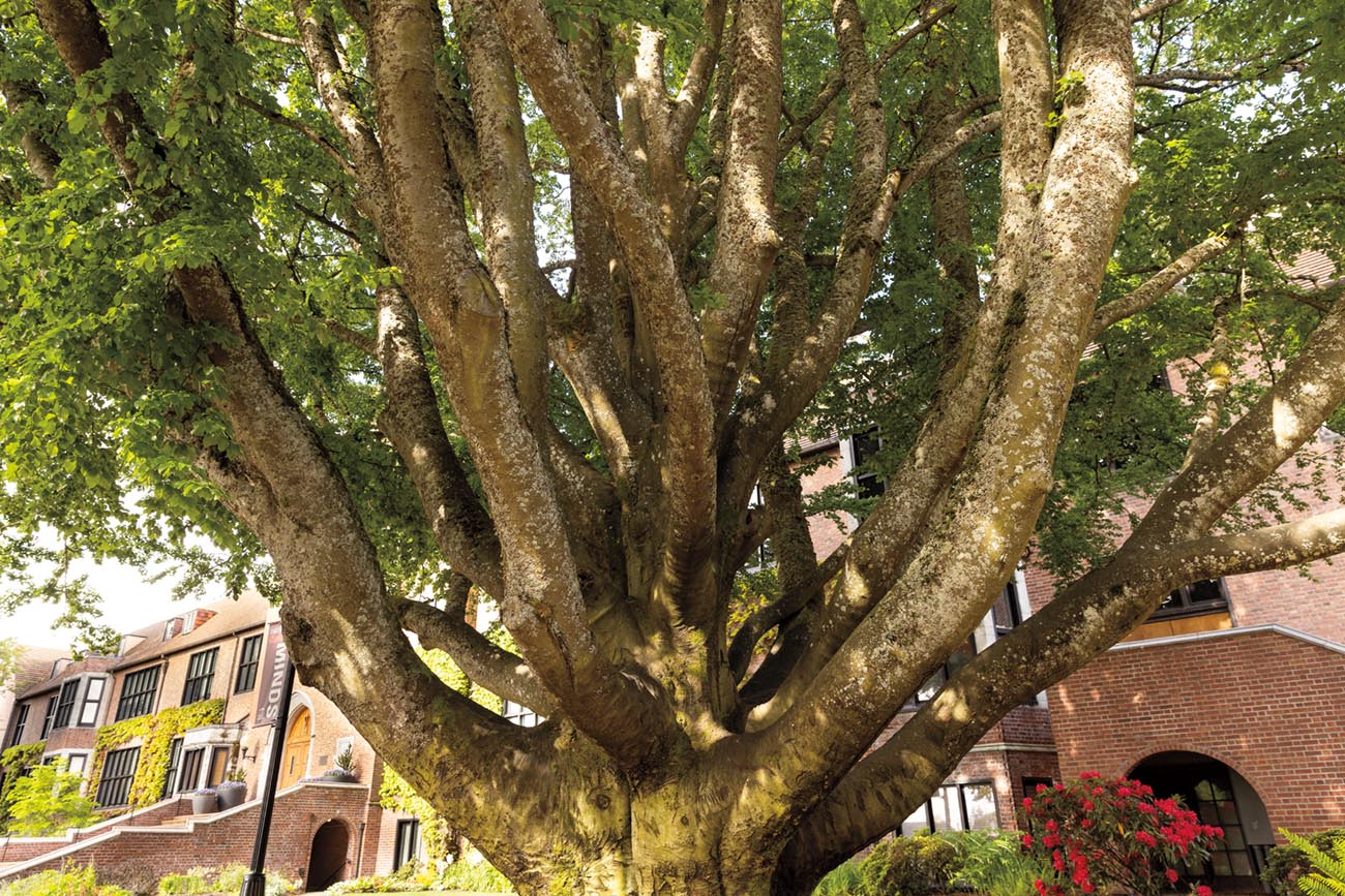 European beech tree on campus