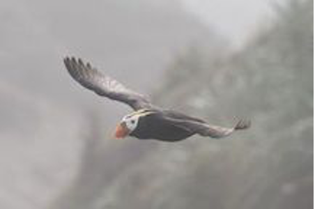 A Puffin bird in flight