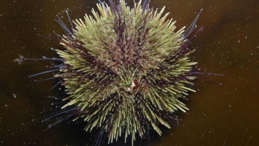 Green Sea Urchin