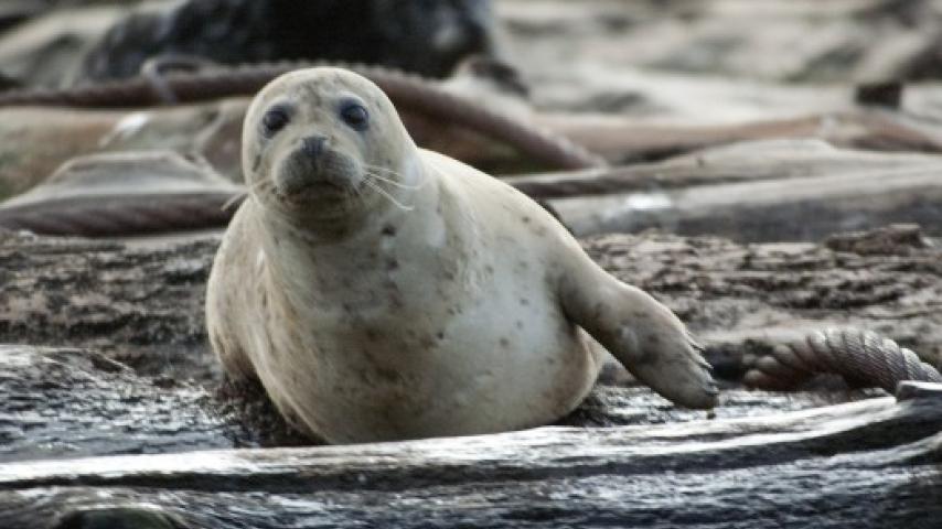 Harbor Seal