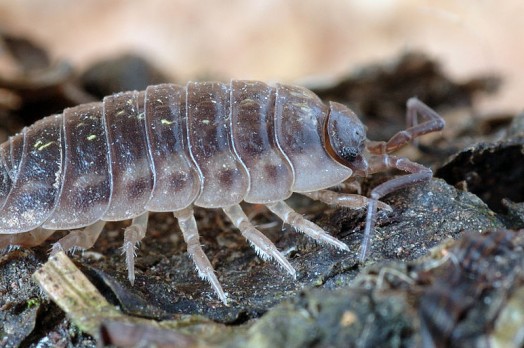 common woodlouse