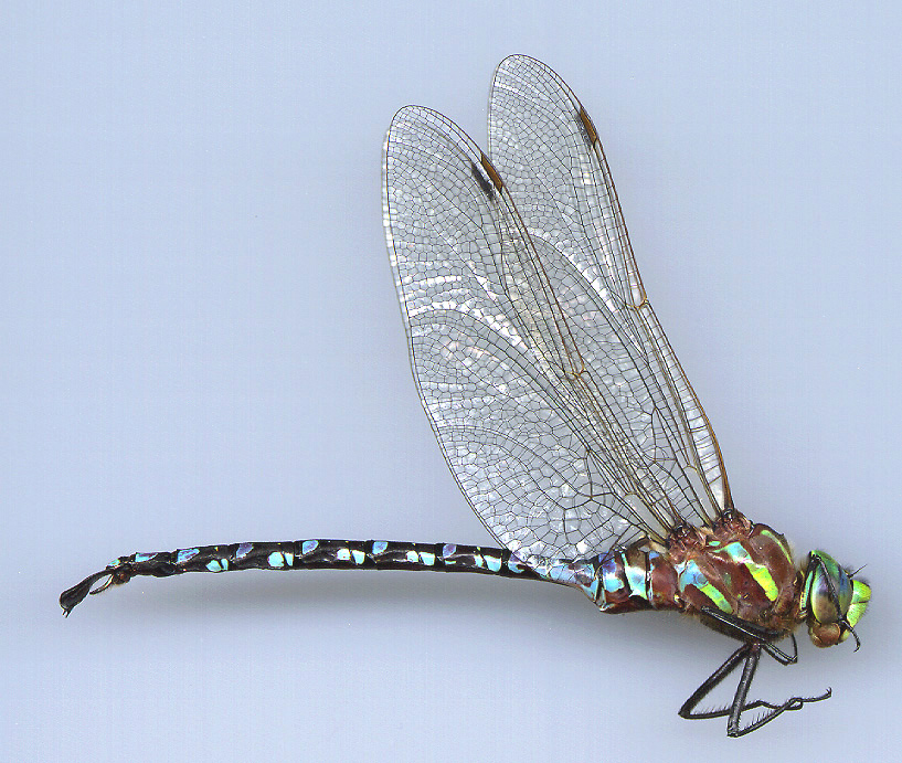 Lance-tipped Darner